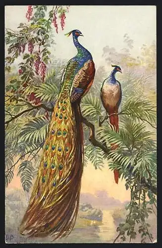 Künstler-AK E. B.: Männlicher und weibl. Pfau