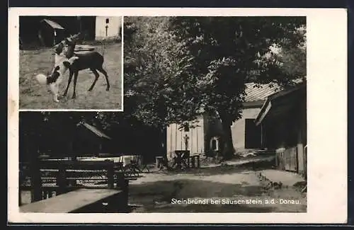 AK Krummnussbaum, Steinbründl, Gasthof Renner, Hund balgt mit einem Reh