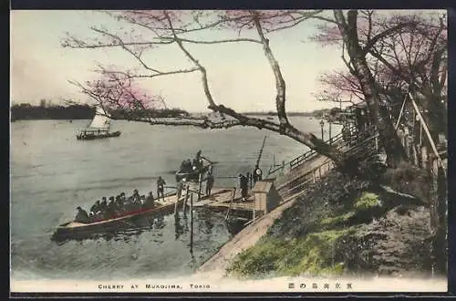 AK Tokio, Cherry at Mukojima