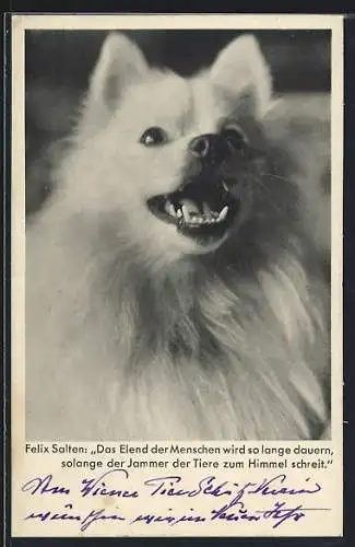 AK Hund mit offenem Maul, Das Elend der Menschen..., Felix Salten, Tierschutz