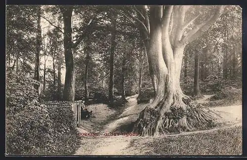 AK Dorking, Glory Woods