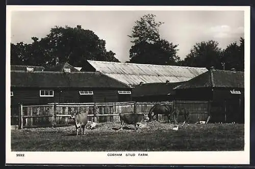 AK Cobham, Stud Farm