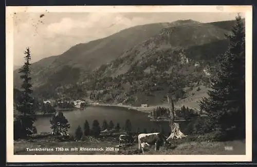 AK Turrachersee, Panorama mit Kühen und Rinsennock