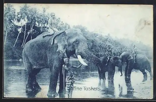 AK Ceylon / Sri Lanka, Elefanten beim Baden