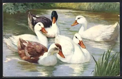 AK Enten auf einem Gewässer