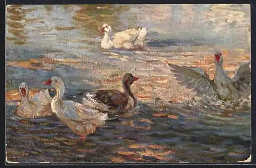 AK Gänse im Teich