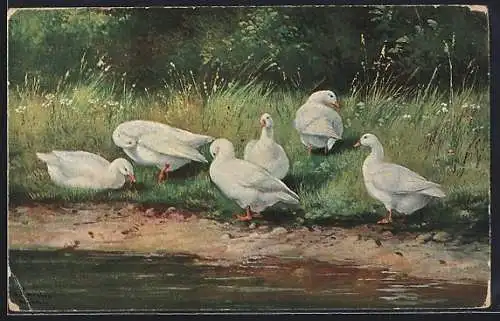 Künstler-AK Alfred Schönian: Gänse stehen am Flussufer