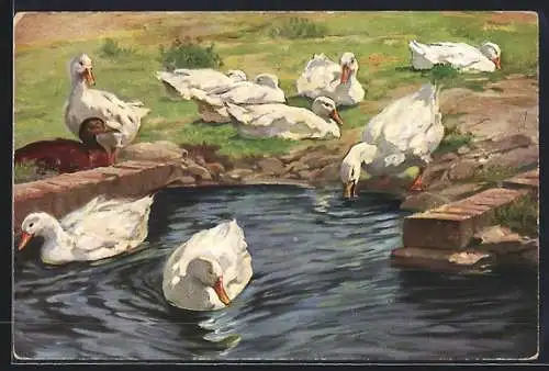 Künstler-AK sign. Hans Schmidt: Enten im Wasser und auf einer Wiese