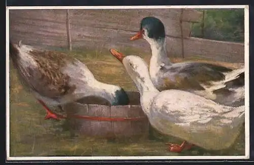 Künstler-AK Enten und Gänse