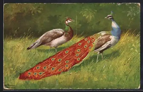 Künstler-AK Alfred Schönian: Pfauenmännchen und -weibchen auf einer Blumenwiese