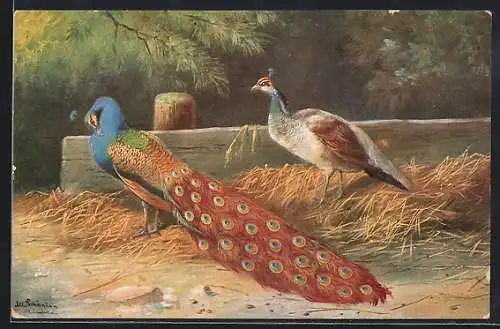 Künstler-AK Alfred Schönian: Pfau im Heu