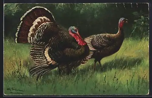 Künstler-AK Alfred Schönian: Truthahn und Henne