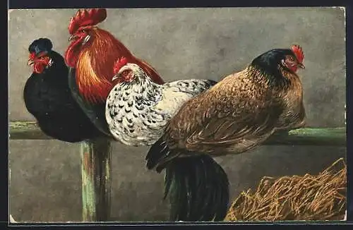 AK Hühner auf der Stange