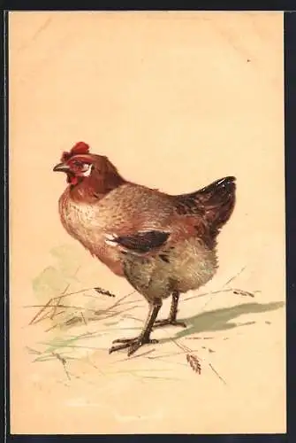 AK Huhn im Kornfeld