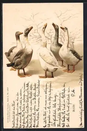 AK Fünf schnatternde Gänse in einem Kreis