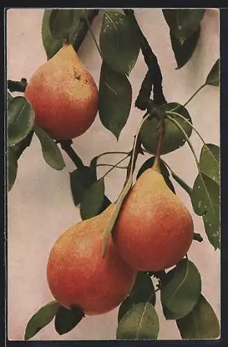 AK Drei Birnen am Baum