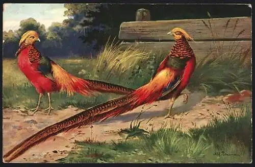 Künstler-AK Alfred Schönian: Goldfasane auf einer Wiese