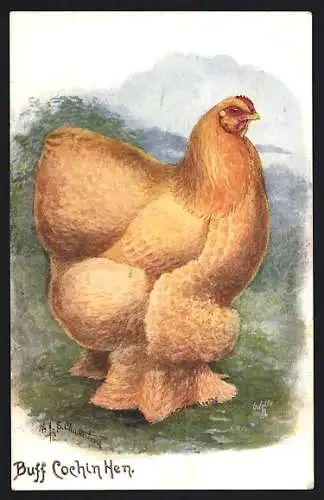 AK Vogel Buff Cochin Hen auf dem Feld