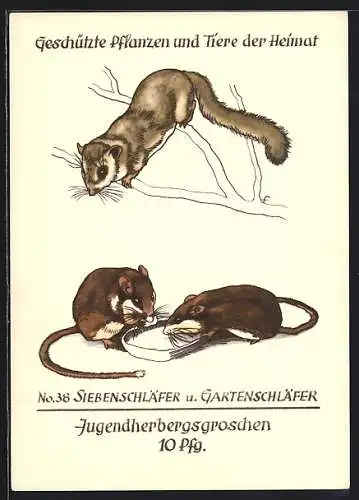 AK Siebenschläfer und Gartenschläfer, Geschützte Tiere der Heimat Nr. 38
