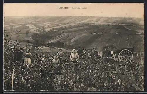 AK Chablis, Les Vendanges