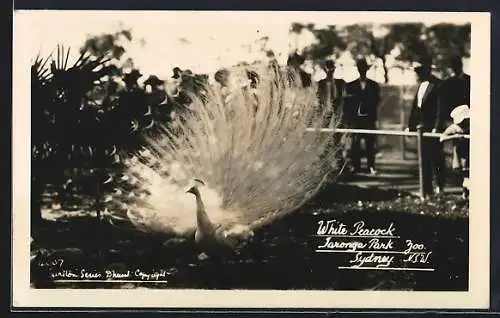 AK Sydney /N. S. W., Jaronga Park, White Peacock