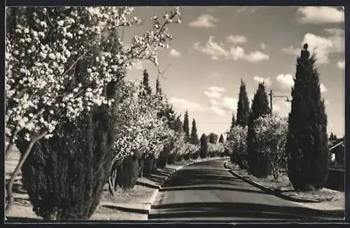 AK Canberra, Lister Cres., Blossom Time