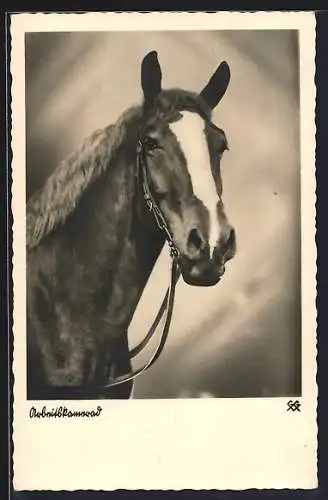 AK Arbeitskamerad, Pferd mit Blesse