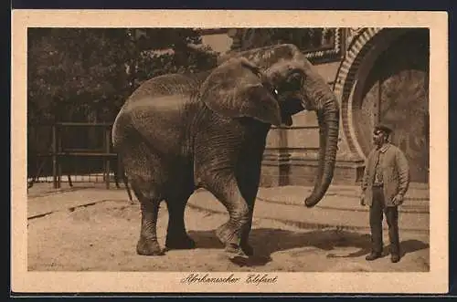 AK Afrikanischer Elefant mit seinem Tierpfleger