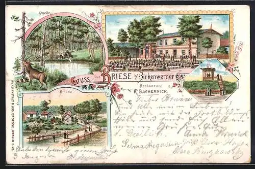 Lithographie Briese, Restaurant R. Bachernick, Quelle