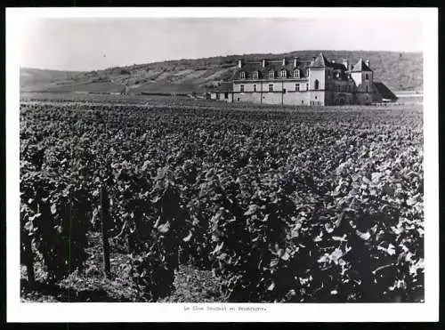 Fotografie unbekannter Fotograf, Ansicht Vougeot, vue de la Clos de Vougeot en Bourgogne, Weinreben