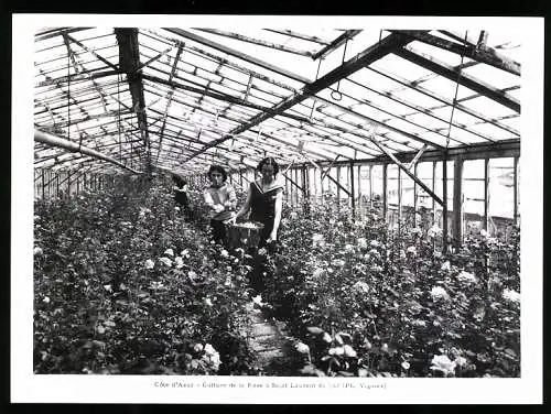 Fotografie Ph. Viguier, Ansicht Saint-Laurent-du-Var, Culture de la Rose, Rosen Gewächshaus an der Cot d`Azur