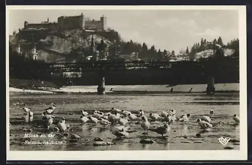 AK Salzburg, Möven an der Salzach