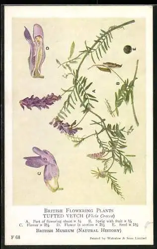 AK Blume, Tufted Vetch, Zweige mit lila Blüten, British Flowering Plants