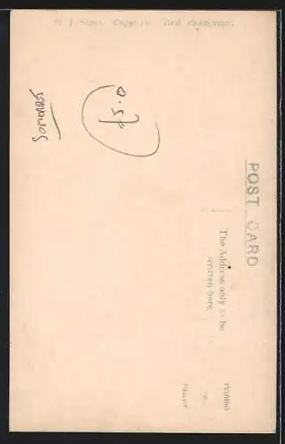 AK Weston-super-Mare, War Memorial, Grove Park