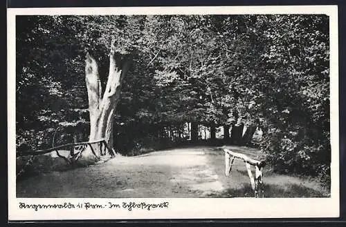 AK Regenwalde i. Pom., Im Schlosspark