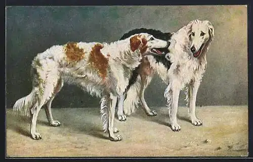 AK langhaarige Windhunde, Borsois