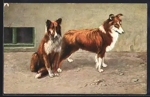 AK Braun-Weisse Collies