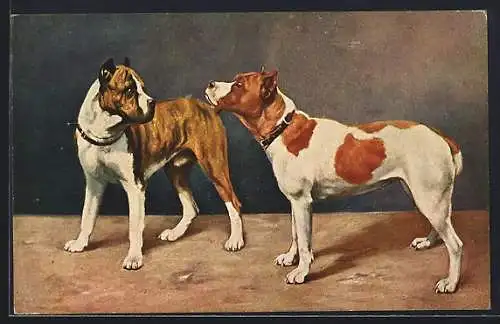 AK zwei Boxer-Hunde