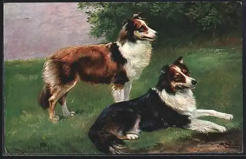 Künstler-AK Alfred Schönian: Collies auf einer Wiese