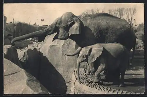 AK Paris, Parc Zoologique, Un Élephant d`Asie femelle et Micheline, jeune Élephant d`Afrique, Elefanten im Freigehege
