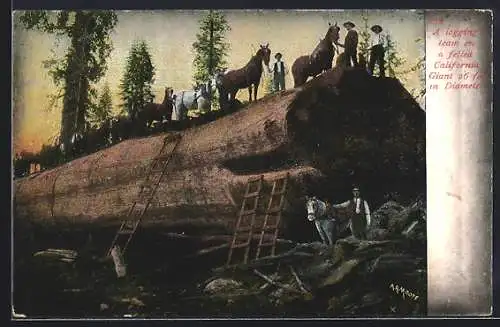 AK A logging team on a felled California Giant, Forstwirtschaft