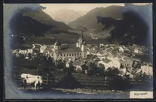 AK Mariazell, Totalansicht mit Bergpanorama, Kuh