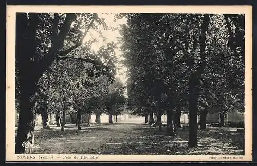 AK Noyers /Yonne, Près de l`Échelle, Allée ombragée d`arbres majestueux