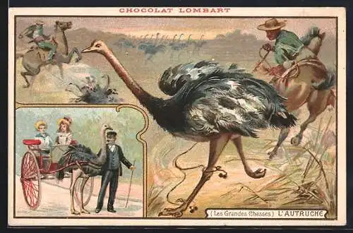 Lithographie Chocolat Lombart, L`Autruche, Vogelstraussen-Gespann