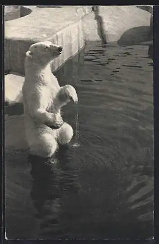 AK Paris, Parc Zoologique du Bois de Vincennes, Un Ours blanc, Eisbär