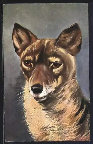 AK Portrait eines Hundes