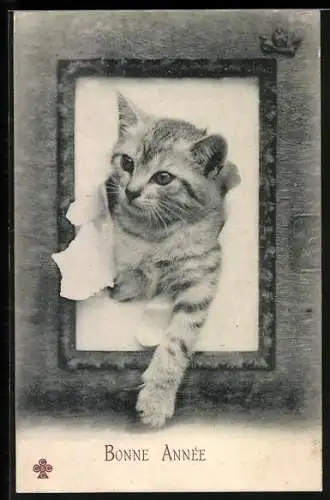 AK Getigerte Katze durch zerrissenes Papier