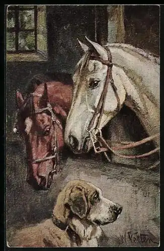 AK Zwei Reitpferde mit Hund im Stall
