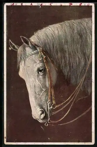 AK Kopf eines weissen Pferdes