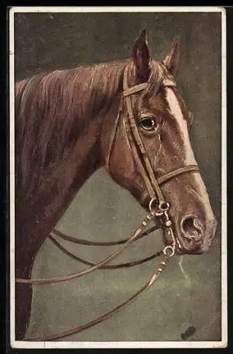 AK Seitenportrait eines Pferdes mit Zaumzeug